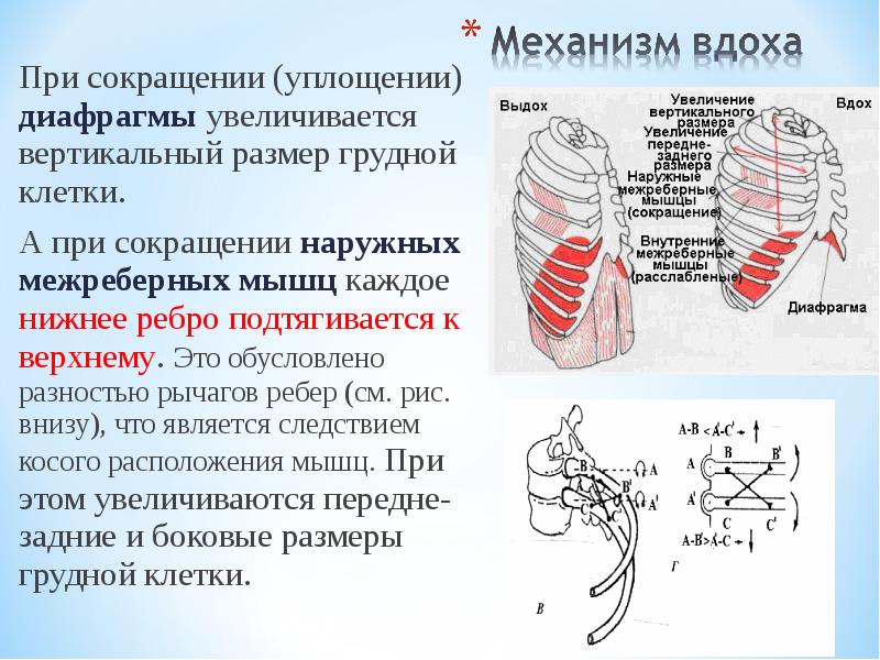 Сокращение диафрагмы при вдохе