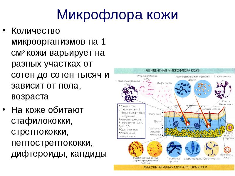 Экология микроорганизмов презентация