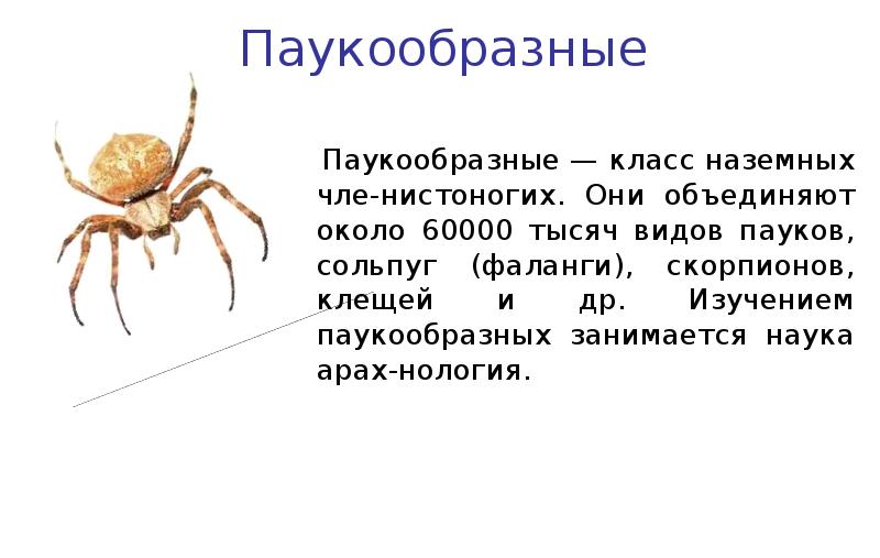 Презентация про пауков для дошкольников