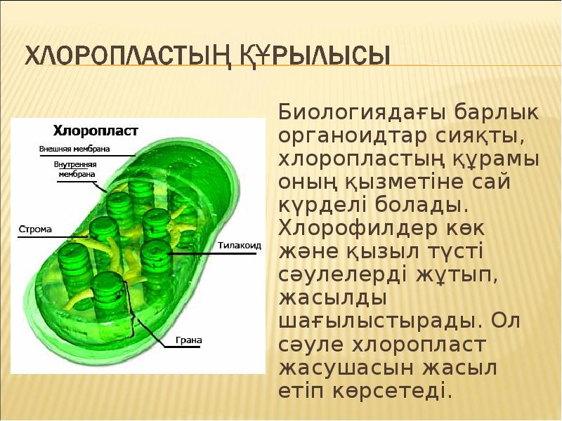 Биологиядағы барлык органоидтар сияқты, хлоропластың құрамы оның қызметiне сай күрделi болады.
