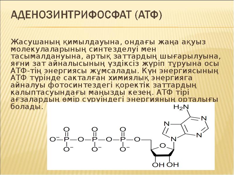 Жасушаның қимылдауына, ондағы жаңа ақуыз молекулаларының синтезделуi мен тасымалдануына, артық заттардың