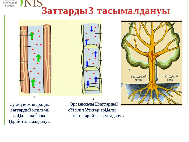 Флоэма и ксилема презентация