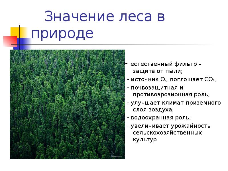 Природно хозяйственные зоны лесные зоны. Лесные зоны презентация. Лесные зоны России презентация. Сообщение о Лесной зоне. Доклад на тему Лесная зона.