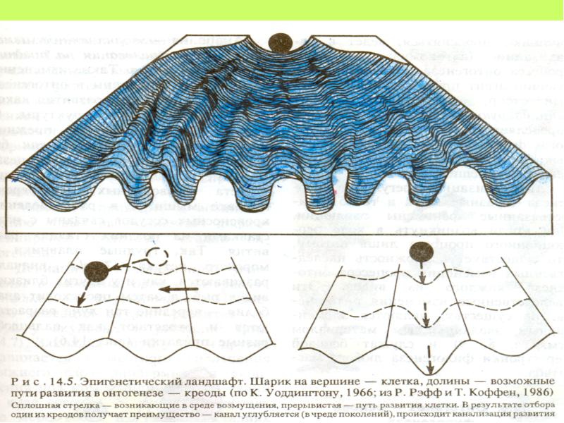 Эпигенетический ландшафт уоддингтона рисунок