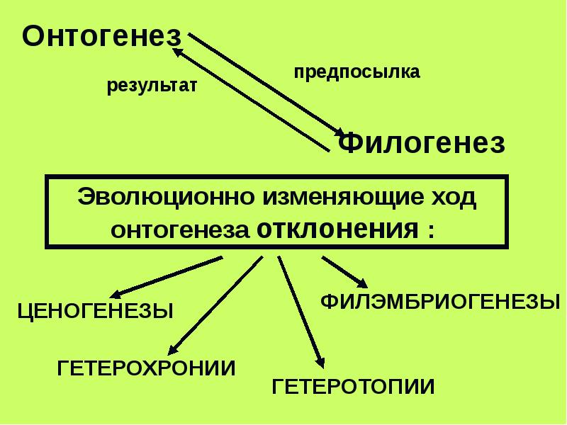 Онтогенез основа филогенеза презентация