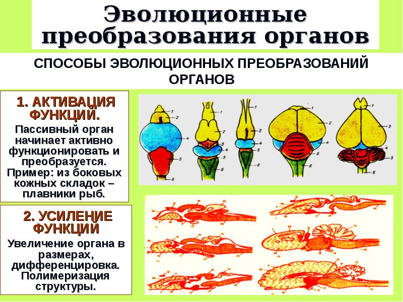 Механизмы соотносительных преобразований органов и систем органов. Эволюционные преобразования органов растений. Реформа эволюционная. Эволюционные преобразования животных. Эволюционные преобразования таблица.