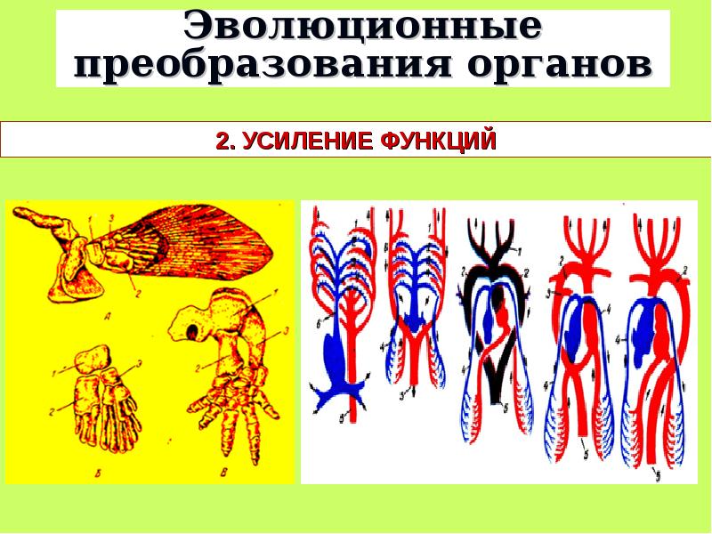 Система живых организмов на земле презентация 10 класс пономарева