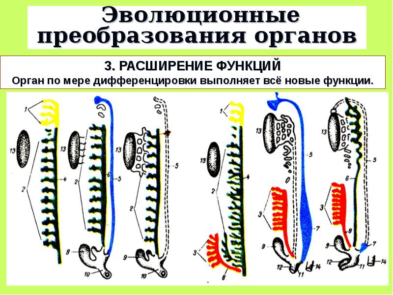 Механизмы соотносительных преобразований органов и систем органов