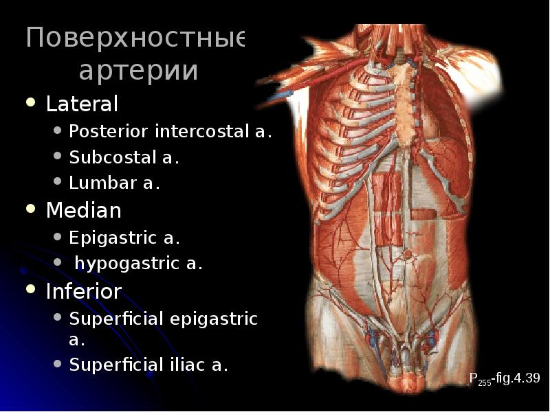 Строение живота у женщин фото