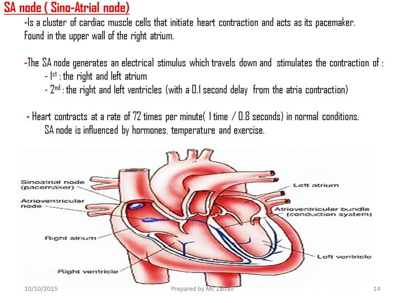 Section two. 3 Main Stages of Energy for contraction of the Heart muscle. Heart contractions per minute.