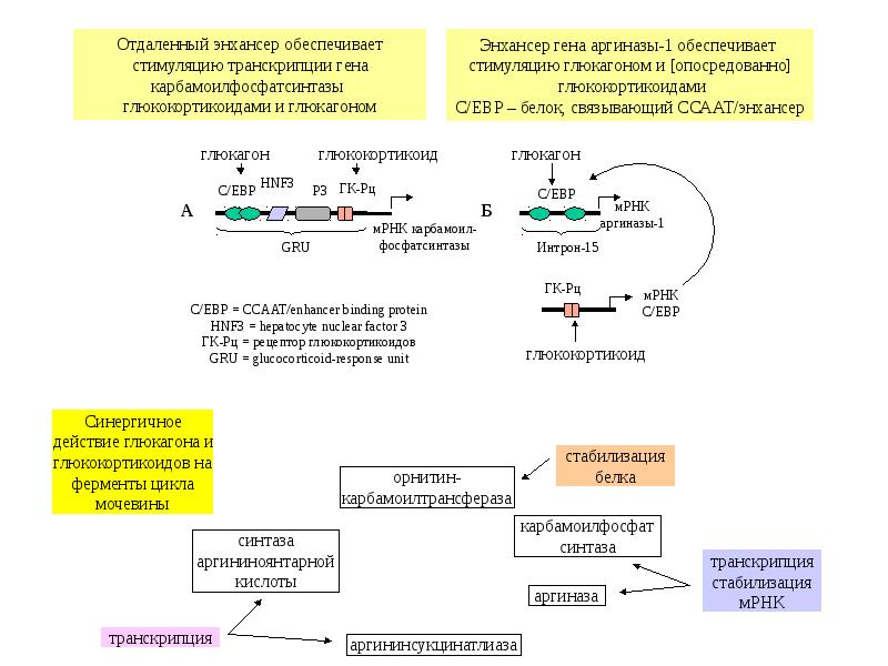 Глюкагон фермент. Взаимосвязь обмена белков и нуклеиновых кислот.. Энхансеры это биохимия. Взаимосвязь обмена нуклеиновых кислот и липидов. Взаимосвязь липидного и углеводного обмена.