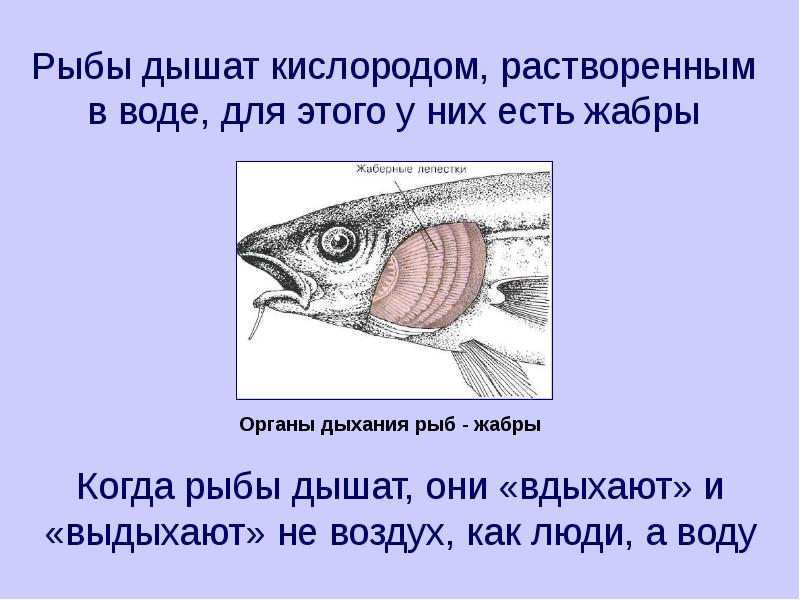 Большинство животных на планете дышат кислородом даже. Дыхательная система рыб жабры. Органы дыхательной системы у рыб. Как дышат рыбы. Рыбы дышат кислородом растворенным в воде.