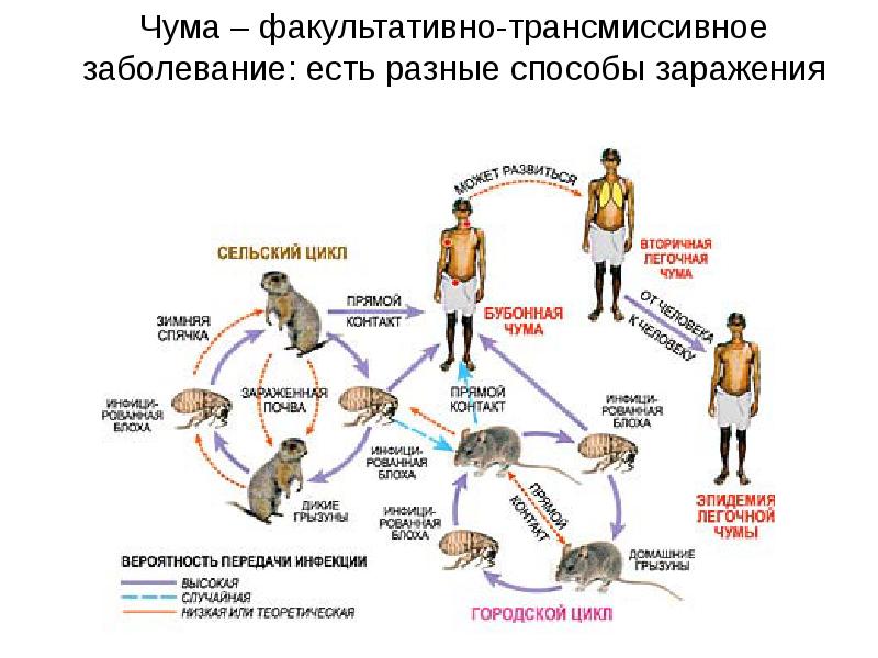 Механизм передачи возбудителя инфекции схема