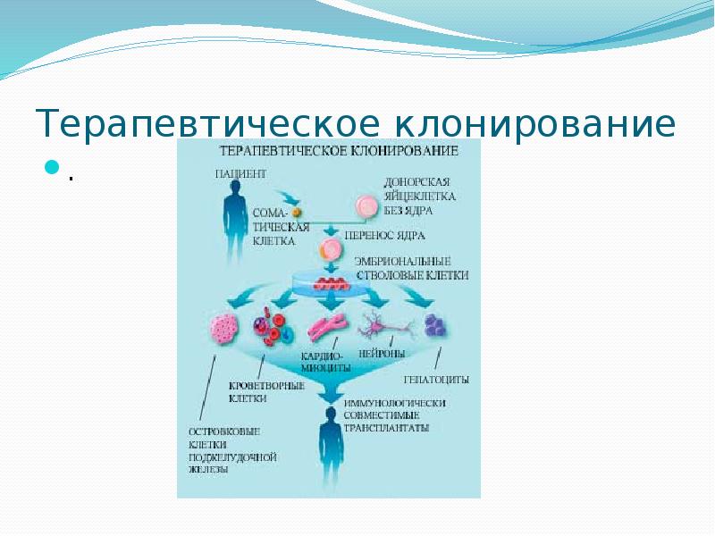 Репродуктивное клонирование. Этапы терапевтического клонирования схема. Репродуктивное и терапевтическое клонирование таблица. Терапевтическое клонирование стволовых клеток. Репродуктивное и терапевтическое клонирование схема.