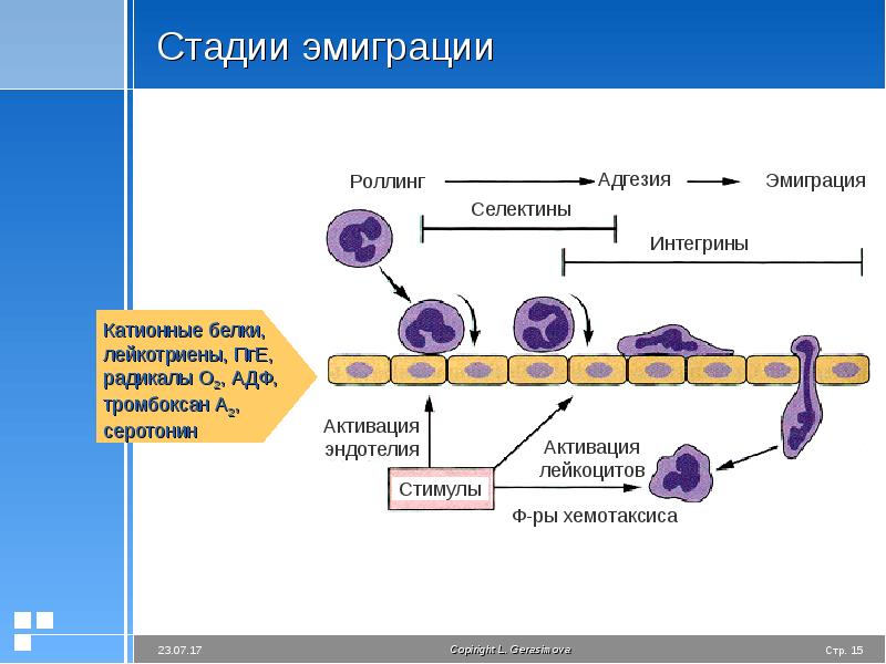 Воспаление презентация по патофизиологии