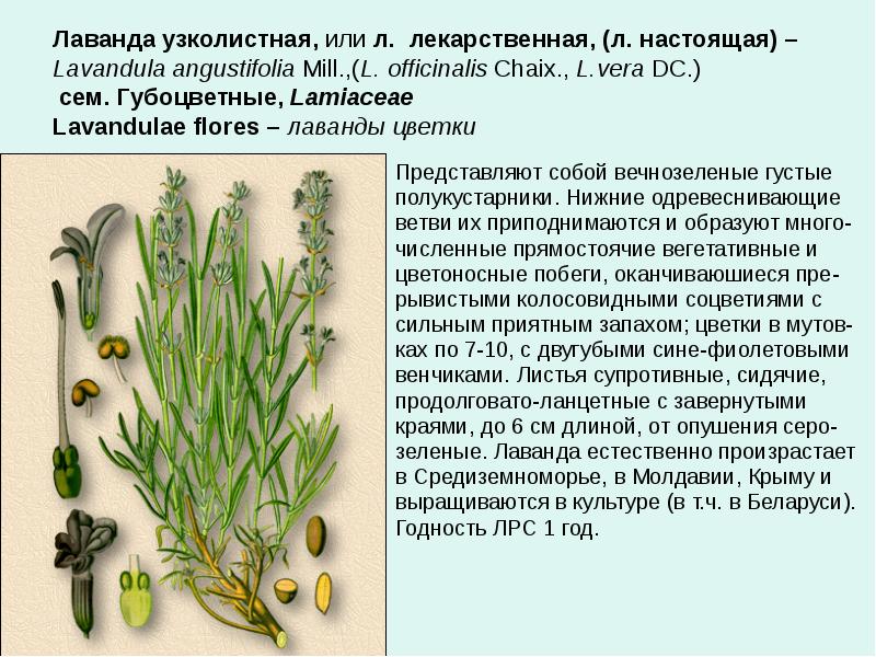 Свойства лаванды. Лаванда узколистная строение. Лаванда узколистная Ботаническое описание. Лаванда узколистная формула цветка. Лаванда травник описание.