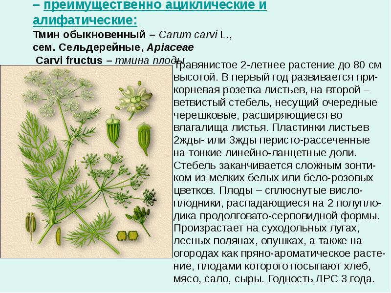 Тмин обыкновенный фото растения и описание
