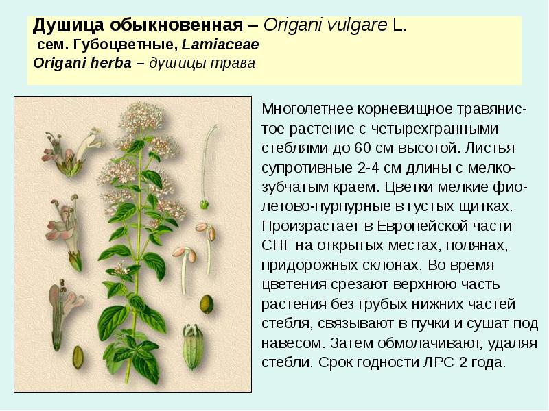 Характеристика семейства губоцветные презентация