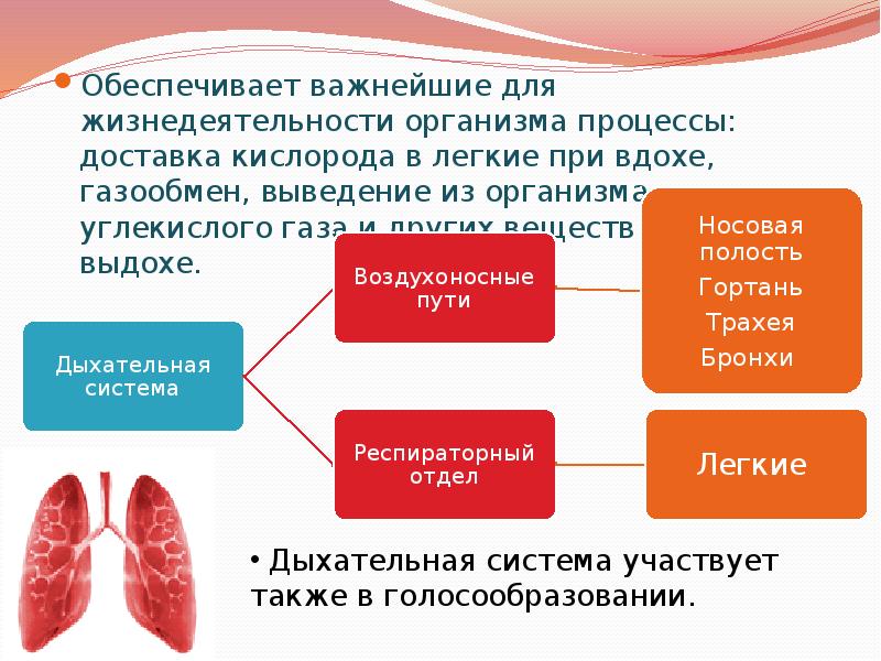 Жизнедеятельность организма обеспечивают