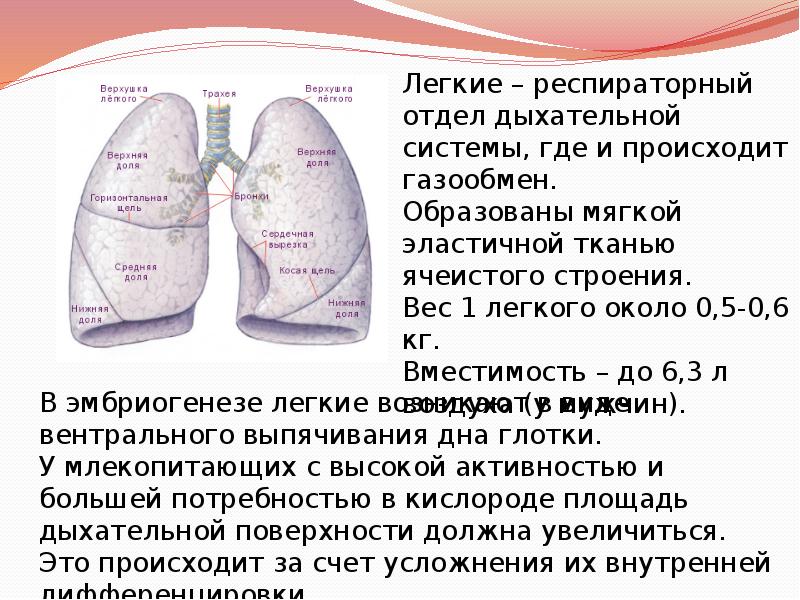 Размеры легких. Площадь поверхности легких человека. Дыхательная поверхность легких. Площадь дыхательной поверхности. Какова площадь дыхательной поверхности легких человека.