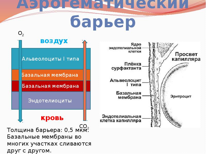 Аэрогематический барьер презентация