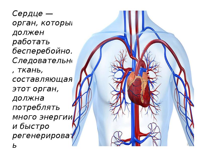 Средний слой сердечной стенки образован тканью