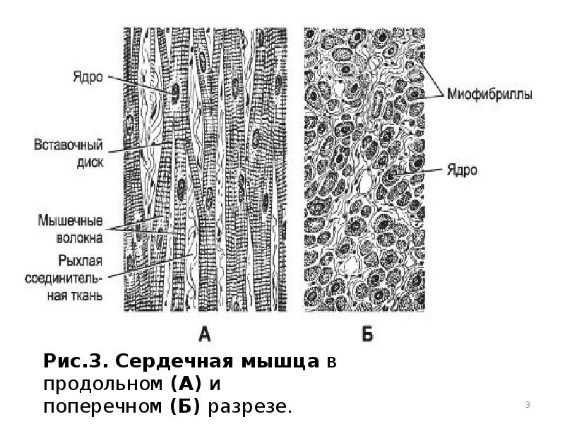 Сердечная поперечнополосатая мышечная ткань рисунок