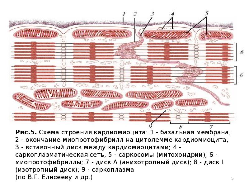 Схема поперечно полосатой мышечной ткани