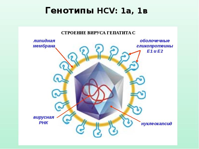 Вирусный гепатит а у детей. Вирусные гепатиты у детей презентация. Гепатита у детей презентация. Хронический гепатит у детей презентация.