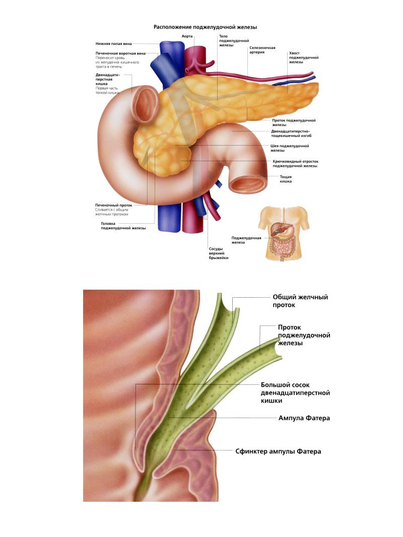 2 крупные пищеварительные железы. Пищеварительные железы строение. Анатомия и физиология пищеварительных желез. Поджелудочная железа местоположение. Большие пищеварительные железы человека.