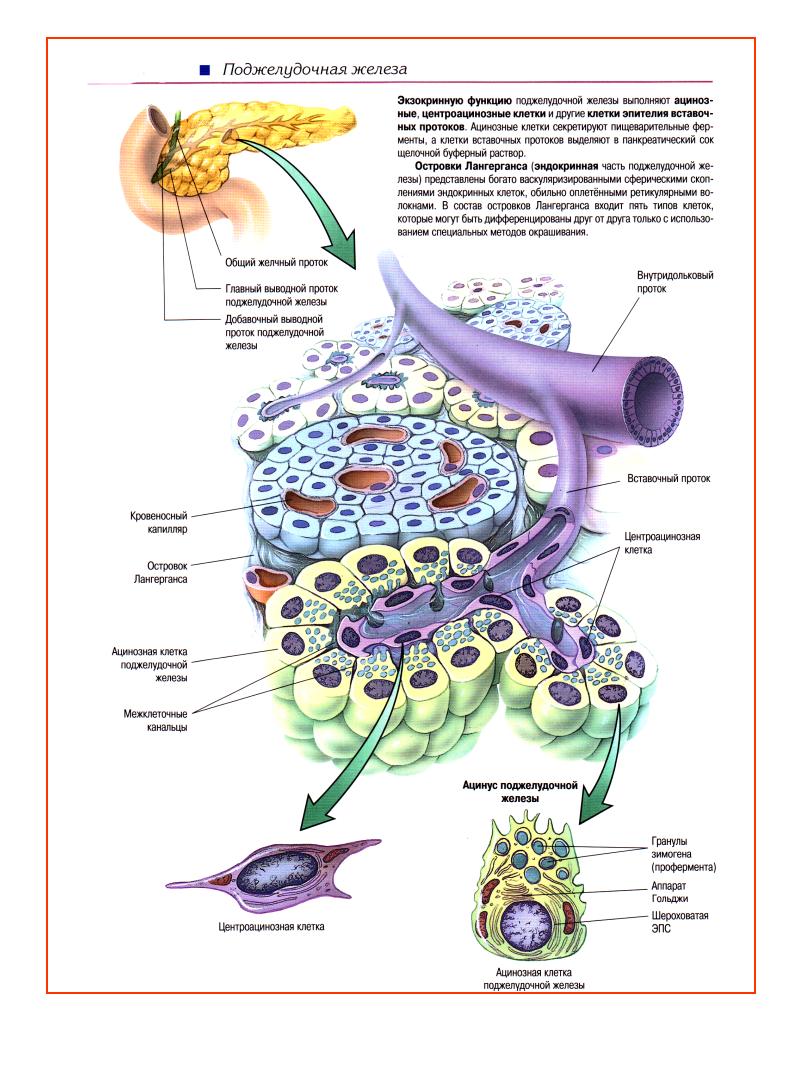 Клетки пищеварительных желез. Пищеварительные железы клетки. Железы пищеварительной системы гистология. Пищеварительная система. Эндокринный аппарат. Клетки больших пищеварительных желез.