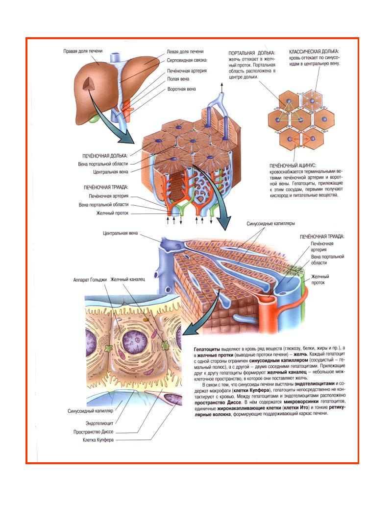 Какие пищеварительные железы находятся. Строение пищеварительных желез анатомия. 1. Строение и функции пищеварительных желез.. Строение желудочных желез физиология. Пищеварительные железы строение и функции презентация.