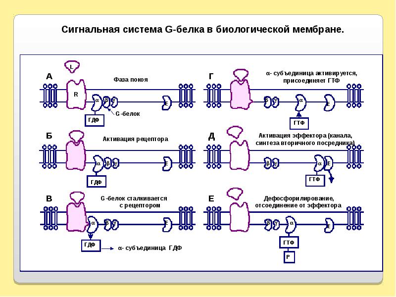 Система белков. Сигнальная система белков. Система белка. Присоединение ГТФ.