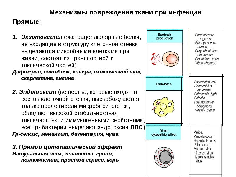 Основные механизмы противомикробного иммунитета