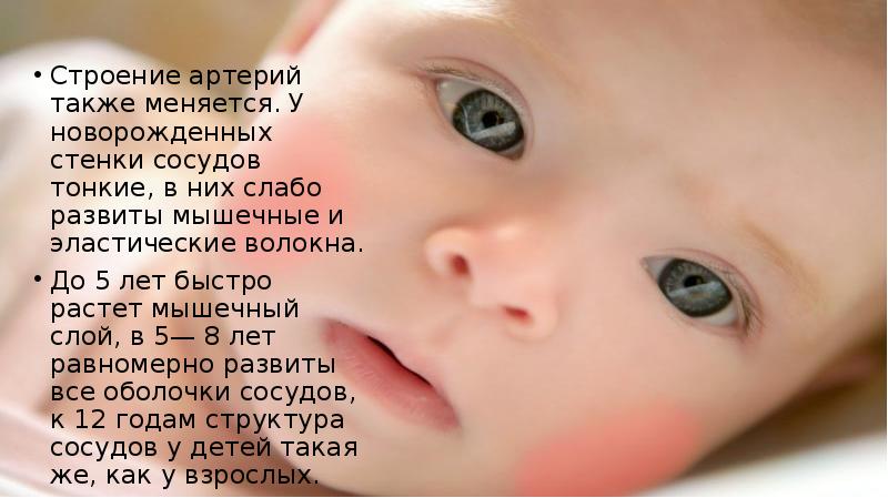 Строение артерий также меняется. У новорожденных стенки сосудов тонкие, в них Строение артерий также меняется. У новорожденных стенки сосудов тонкие, в них