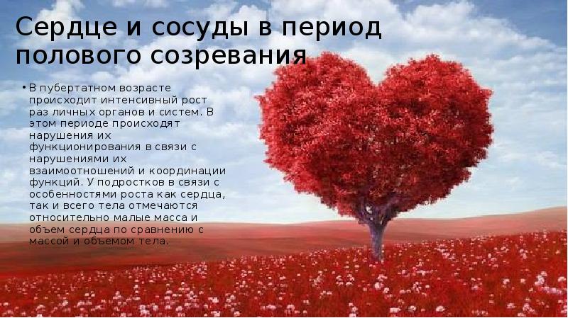 Сердце и сосуды в период полового созревания
В пубертатном возрасте происходит Сердце и сосуды в период полового созревания
В пубертатном возрасте происходит