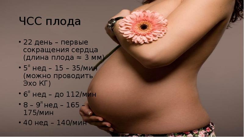 ЧСС плода
22 день – первые сокращения сердца (длина плода ≈ ЧСС плода
22 день – первые сокращения сердца (длина плода ≈