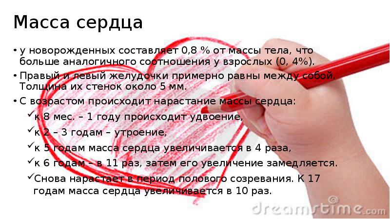 Масса сердца
у новорожденных составляет 0,8 % от массы тела, что Масса сердца
у новорожденных составляет 0,8 % от массы тела, что