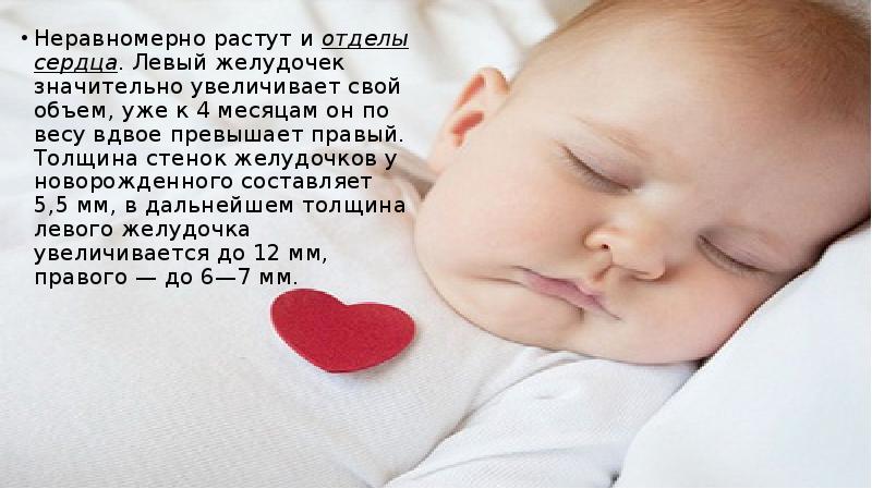 Неравномерно растут и отделы сердца. Левый желудочек значительно увеличивает свой объем, Неравномерно растут и отделы сердца. Левый желудочек значительно увеличивает свой объем,