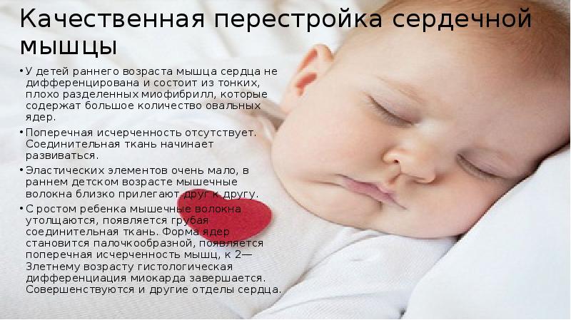 Качественная перестройка сердечной мышцы
У детей раннего возраста мышца сердца Качественная перестройка сердечной мышцы
У детей раннего возраста мышца сердца