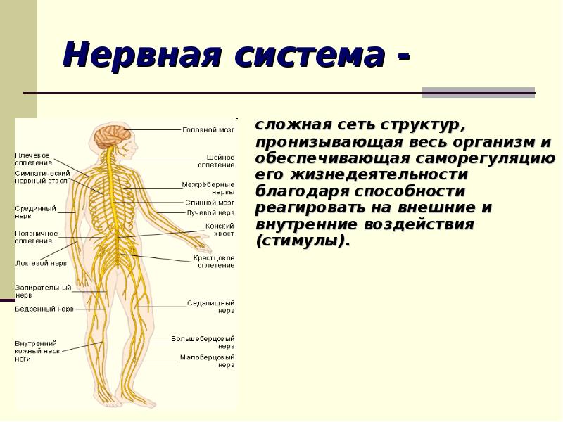 Тест на тему нервная. Нервная система мужчины. Плакат на тему нервная система. Нервные сети структура. Доклад по нервной системе.