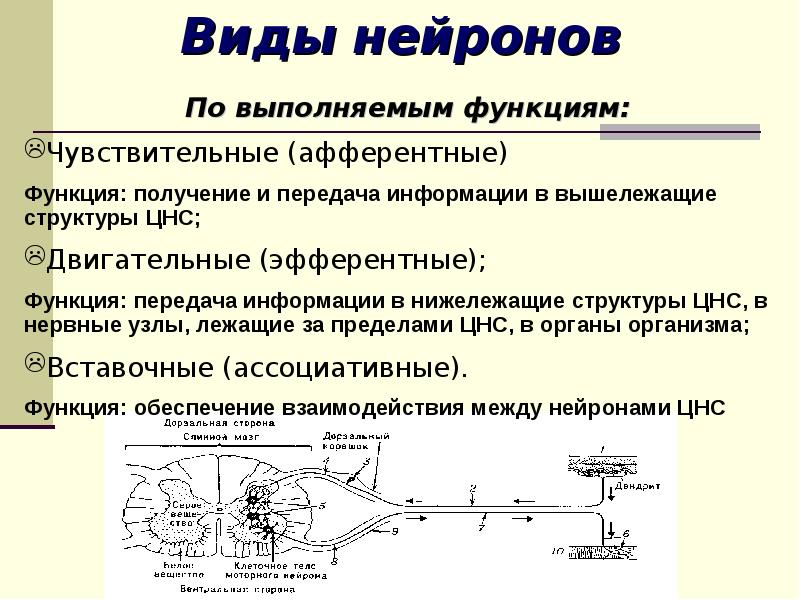 Функции нейронов. Эфферентный Нейрон функции. Афферентные и эфферентные Нейроны. Эфферентный Нейрон строение. Афферентные Нейроны выполняют функцию.