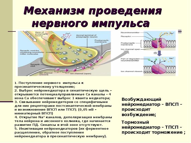 Движение нервного импульса презентация