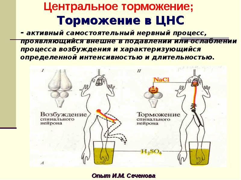 Схема сеченовского торможения