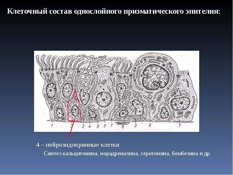 Стенки альвеол состоят из однослойного эпителия