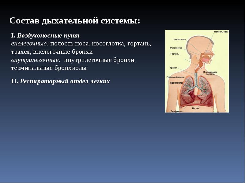 Воздухоносные пути таблица. Воздухоносные пути дыхательной системы. Дыхательная система состоит из. Классификация органов дыхания. Внелегочные и Внутрилегочные воздухоносные пути.