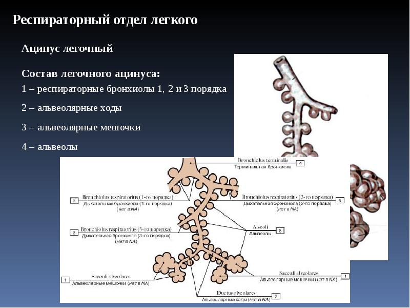 Дыхательная система гистология презентация