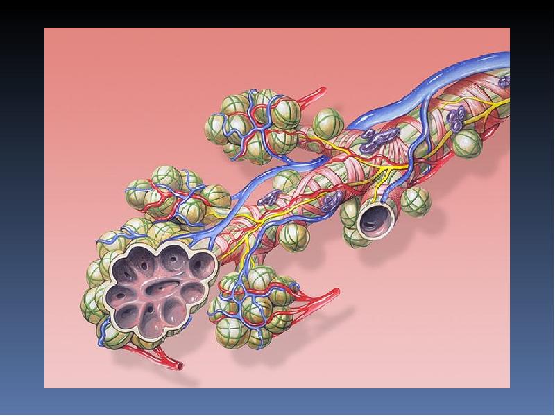 Состоит из множества альвеол. Соединительные ткани в альвеолах. Состоит из множества альвеол. Легкие состоят из альвеол. Состоит из множества альвеол.