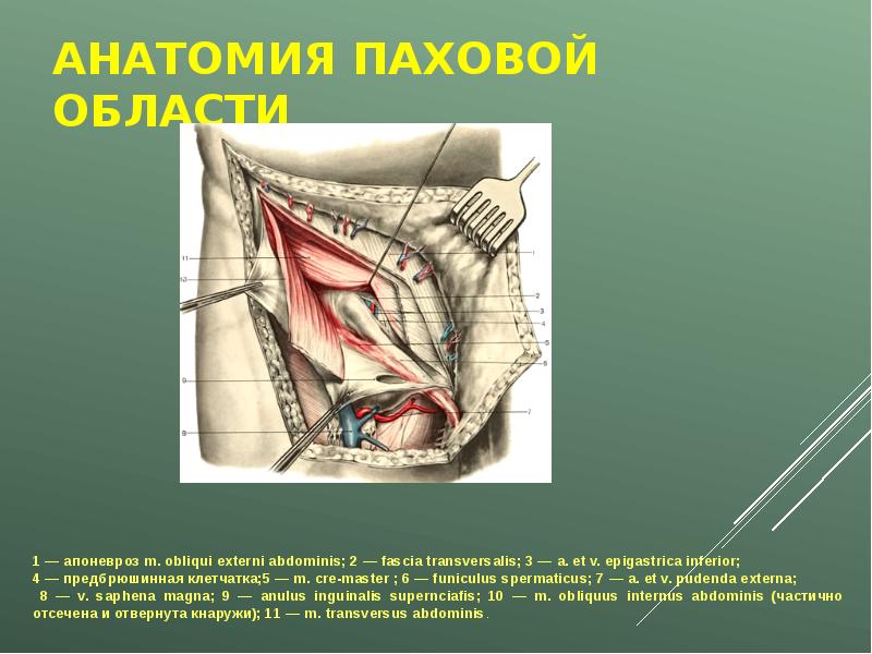 Анатомия пахового канала