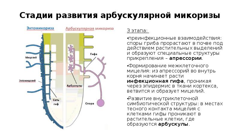 Стадии развития спора. Аппрессории. Аппрессории грибов. Апрессории мицелия. Апрессории и гаустории.